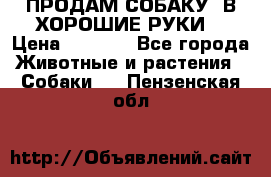 ПРОДАМ СОБАКУ  В ХОРОШИЕ РУКИ  › Цена ­ 4 000 - Все города Животные и растения » Собаки   . Пензенская обл.